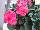 Fantasia® Geranium, zonal Pelargonium hortorum Flamingo Rose Improved 