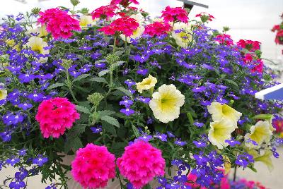 Mixmasters™ COMBO Gimme Some Sugar