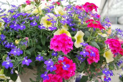 Mixmasters™ COMBO Gimme Some Sugar