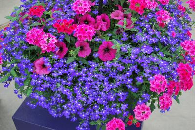 Mixmasters™ COMBO Fashionista