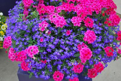 Mixmasters™ COMBO Fashionista