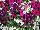 Mixmasters™ COMBO Jazzberry Jam 