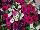 Mixmasters™ COMBO Jazzberry Jam 