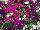 Mixmasters™ COMBO Jazzberry Jam 