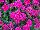 Mixmasters™ COMBO I Heart Pink 