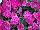 Mixmasters™ COMBO I Heart Pink 