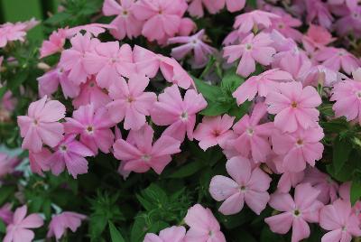 Gisele™ Phlox cultivars Light Pink