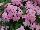 Gisele™ Phlox cultivars Light Pink 