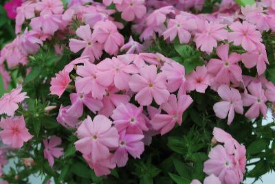 Gisele™ Phlox cultivars Light Pink