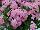 Gisele™ Phlox cultivars Light Pink 