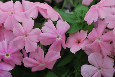 Gisele™ Phlox cultivars Light Pink