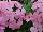 Gisele™ Phlox cultivars Light Pink 