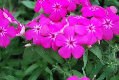 Gisele™ Phlox cultivars Hot Pink
