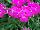 Gisele™ Phlox cultivars Hot Pink 
