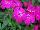 Gisele™ Phlox cultivars Hot Pink 