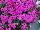 Gisele™ Phlox cultivars Pink 