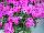 Gisele™ Phlox cultivars Pink 
