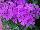 Gisele™ Phlox cultivars Light Violet 