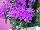 Gisele™ Phlox cultivars Light Violet 