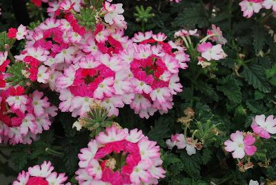 Ball Horticultural: BeBop™ Verbena Pink 