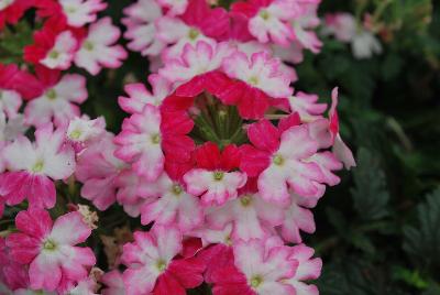 Ball Horticultural: BeBop™ Verbena Pink 