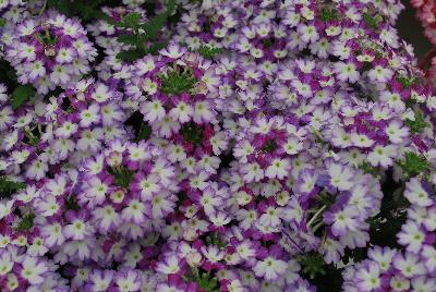 BeBop™ Verbena hybrida Lavender 