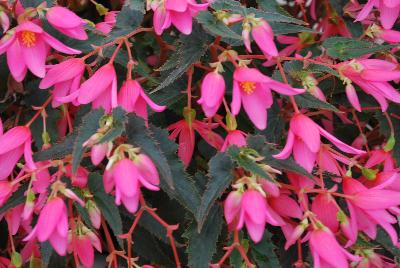 Mistral Begonia boliviensis Pink 