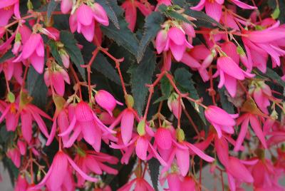 Mistral Begonia boliviensis Pink 