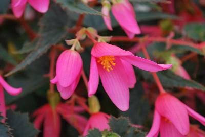 Ball Horticultural: Mistral Begonia Pink 