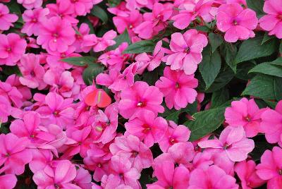 Ball Horticultural: Big Bounce™ Impatiens Pink 