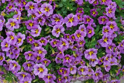 Ball Horticultural: StarShine™ Calibrachoa Violet 