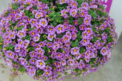 StarShine™ Calibrachoa hybrida Violet 