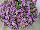 StarShine™ Calibrachoa hybrida Violet 