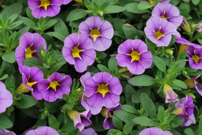 StarShine™ Calibrachoa hybrida Blue 