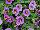 StarShine™ Calibrachoa hybrida Blue 