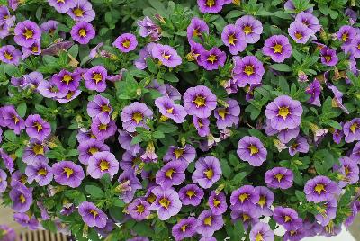 Ball Horticultural: StarShine™ Calibrachoa Blue 