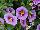 StarShine™ Calibrachoa hybrida Blue 