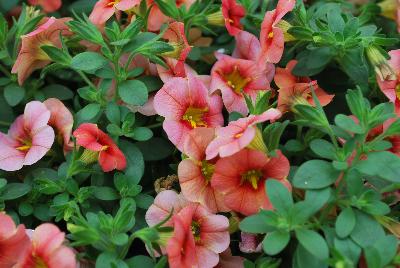 StarShine™ Calibrachoa hybrida Apricot 