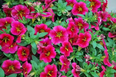 StarShine™ Calibrachoa hybrida Cherry 