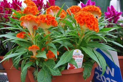 Ball Horticultural: Twisted™ Celosia Orange 