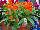 Twisted™ Celosia cristata Orange 