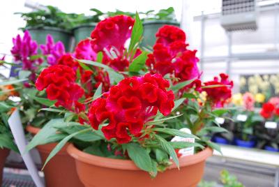 Twisted™ Celosia cristata Red 