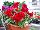 Twisted™ Celosia cristata Red 