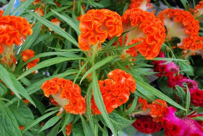 Twisted™ Celosia cristata Orange 