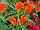 Twisted™ Celosia cristata Orange 