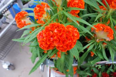 Ball Horticultural: Twisted™ Celosia Orange 