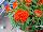 Twisted™ Celosia cristata Orange 