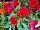 Twisted™ Celosia cristata Rainbow 