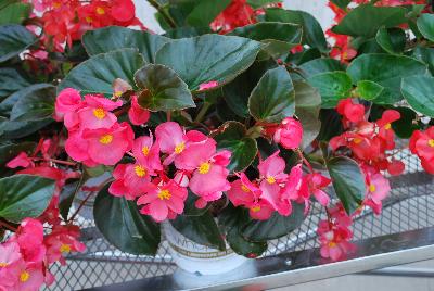 Ball Horticultural: Whopper® Begonia Rose 