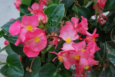 Ball Horticultural: Whopper® Begonia Rose 